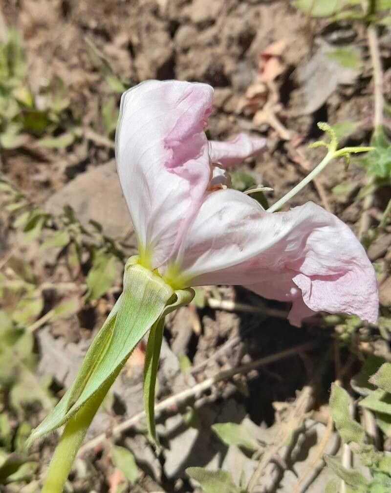 Oenothera acaulis flower