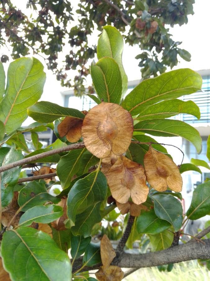 Terminalia cherrieri fruit