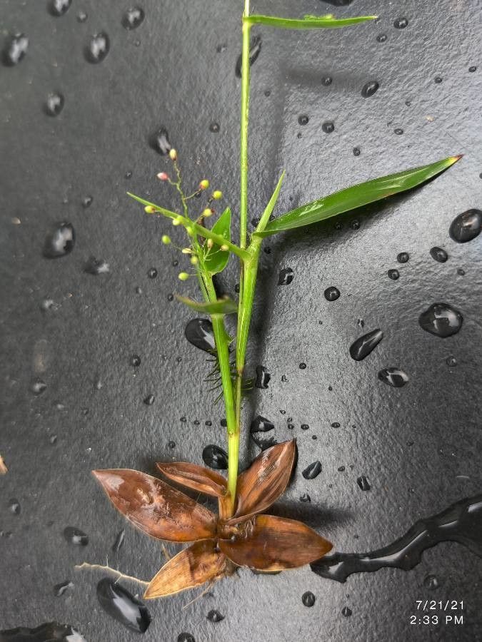 Dichanthelium oligosanthes flower