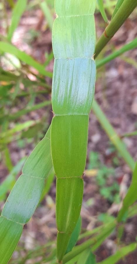 Muehlenbeckia platyclados — search result for 'Pakistan'