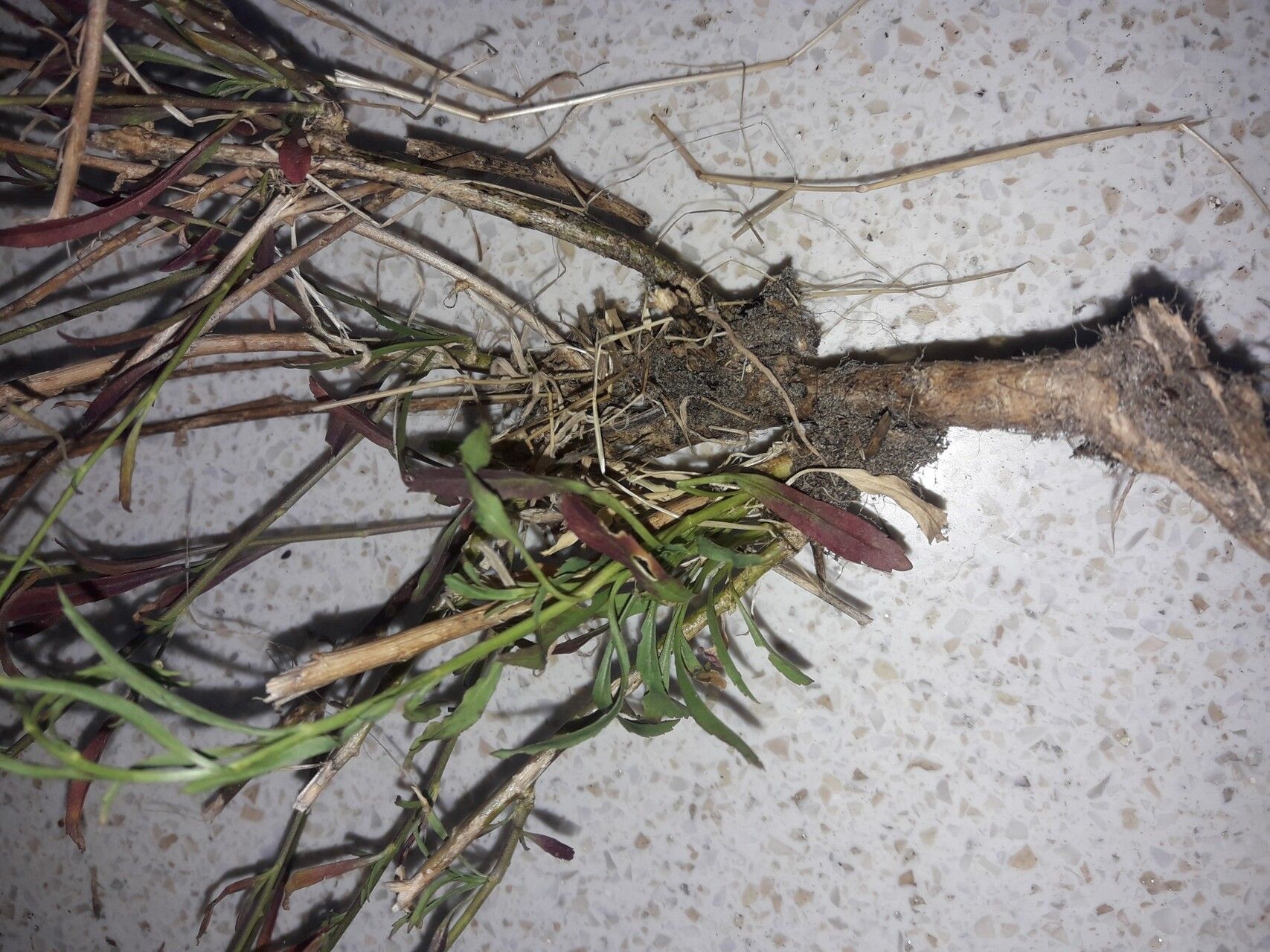 Lepidium africanum bark