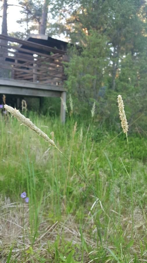 Phleum phleoides flower