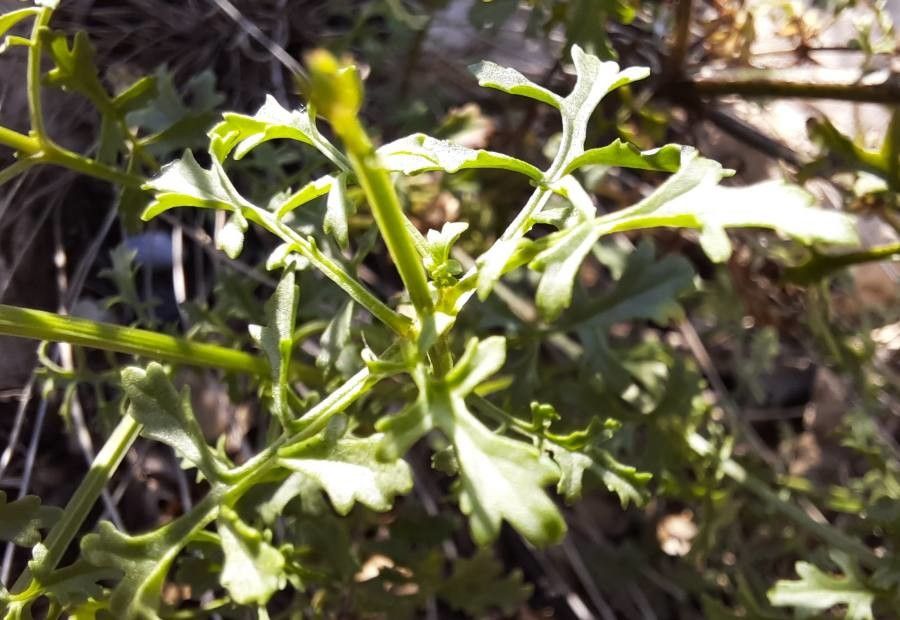 Scrophularia provincialis leaf