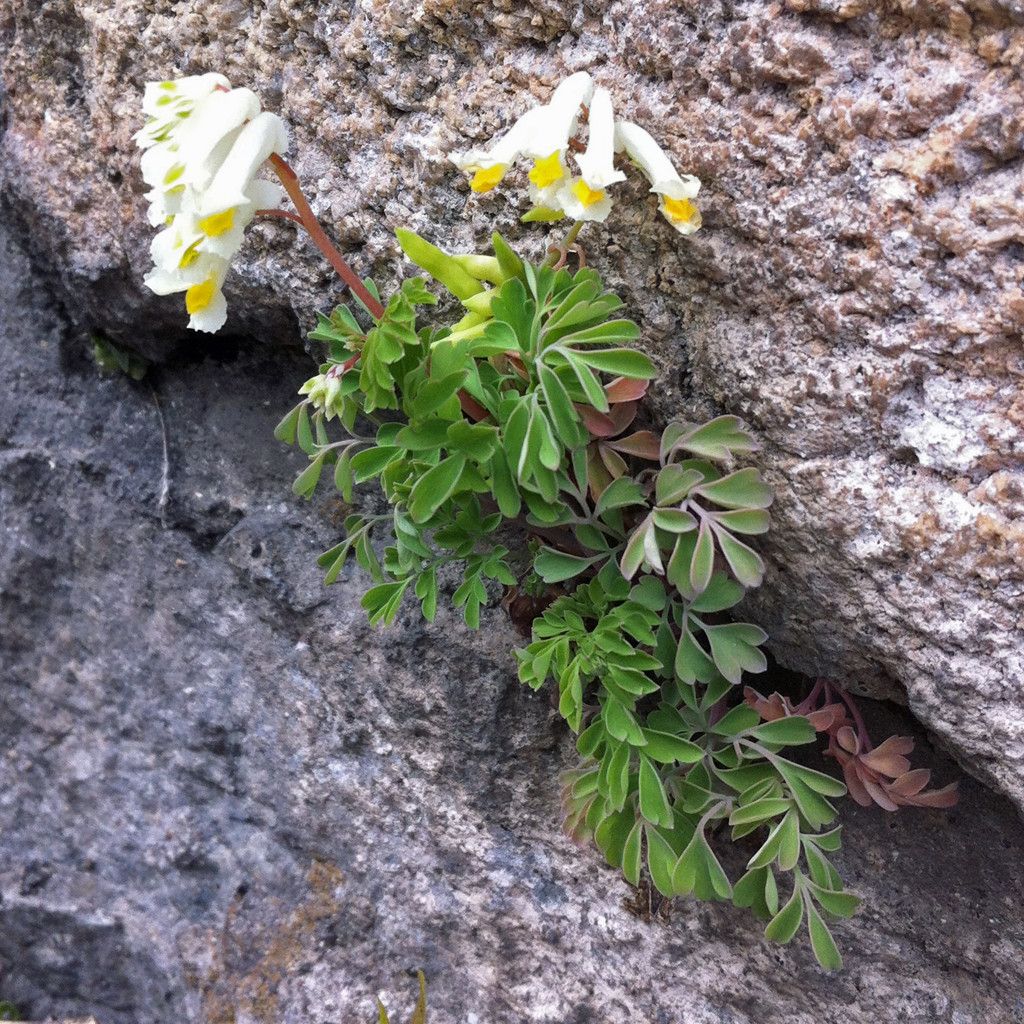 Corydalis ochroleuca habit