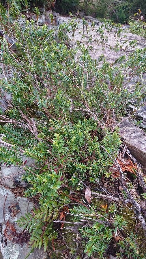 Falcatifolium taxoides habit
