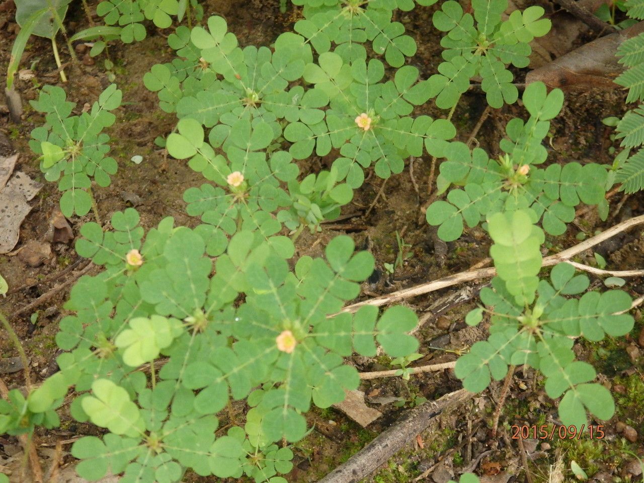 Biophytum umbraculum habit