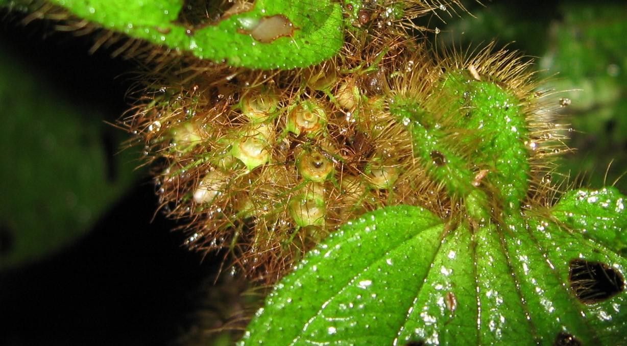 Clidemia taurina fruit