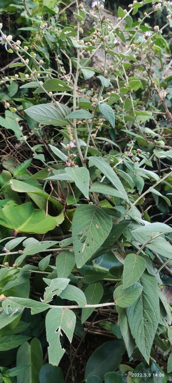 Vernonia arborescens — search result for 'Vernonia'