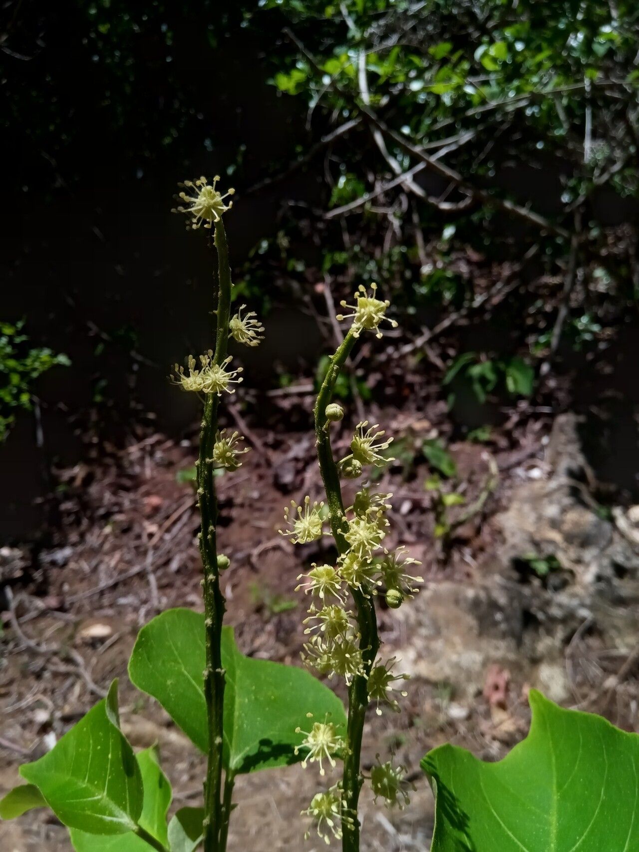 Croton aleuritoides flower