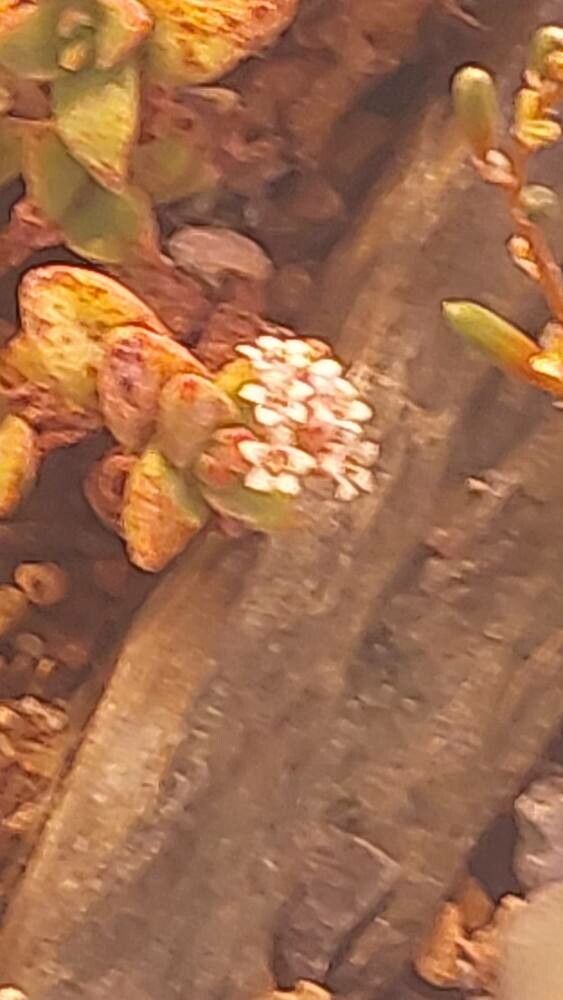 Othonna macrosperma flower