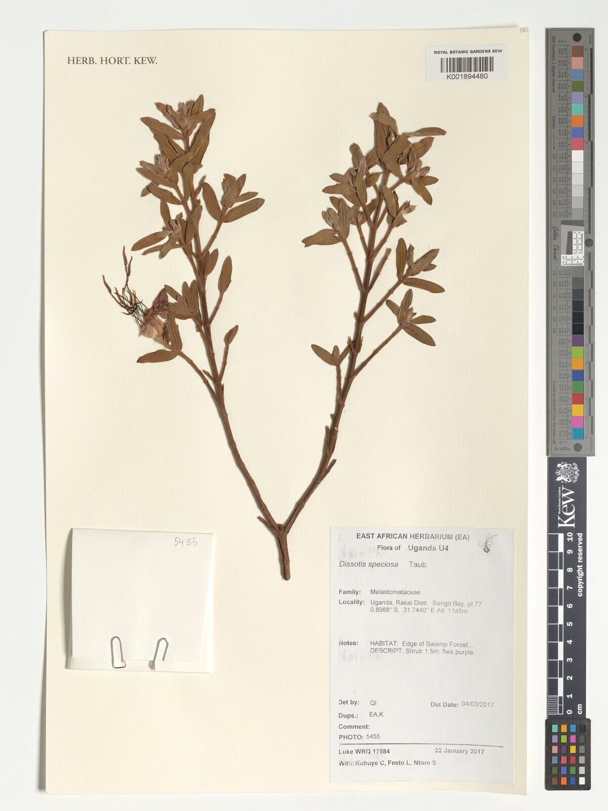 Feliciotis speciosa — houseplant care guide