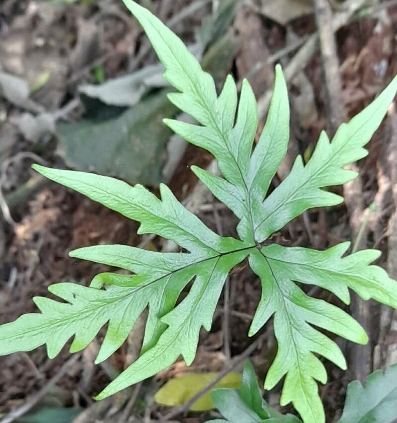 Doryopteris pentagona — houseplant care guide