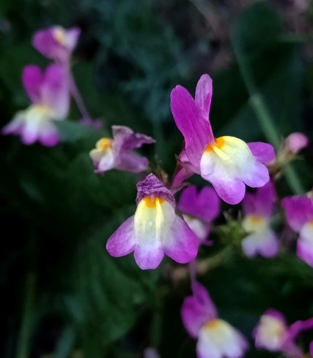 Linaria maroccana flower