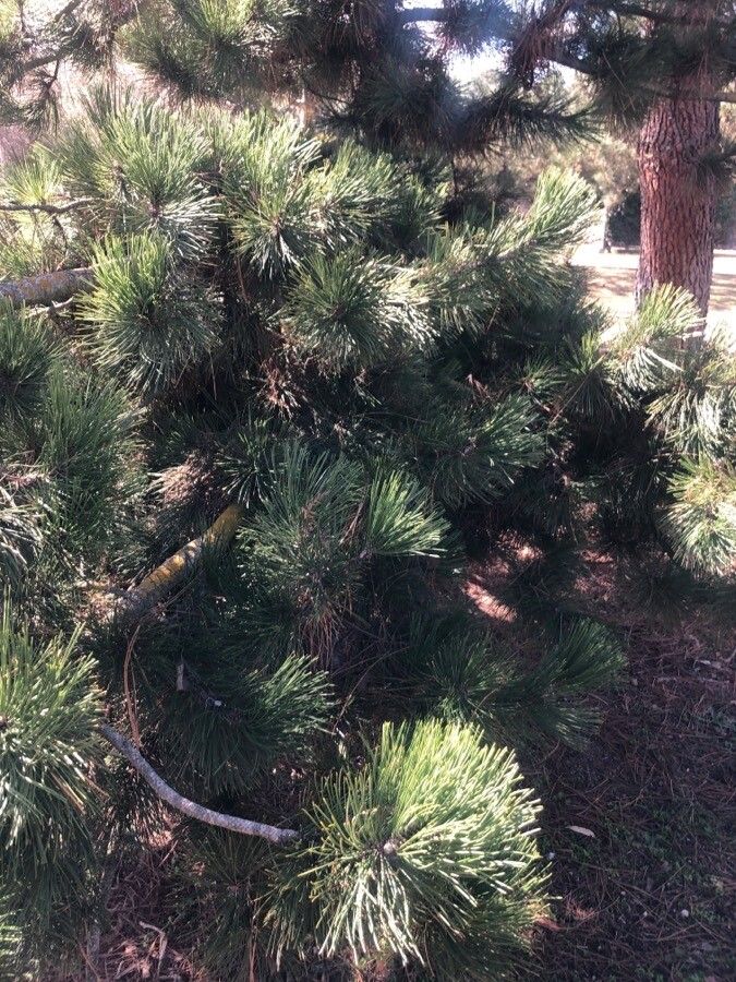 Pinus heldreichii leaf