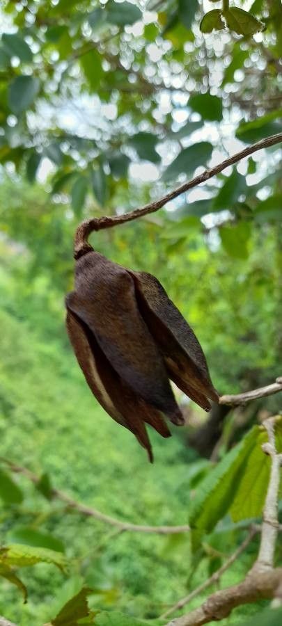 Luehea candida fruit