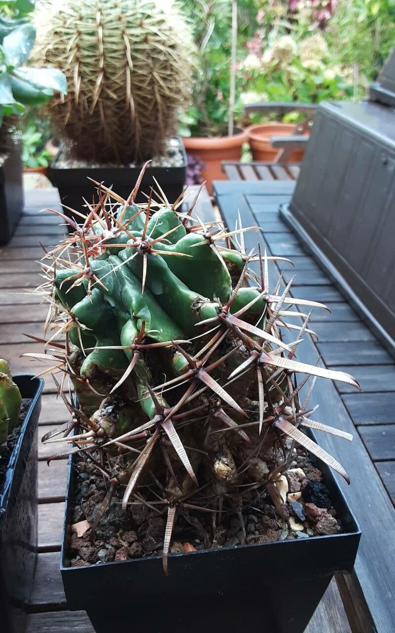 Ferocactus recurvus bark