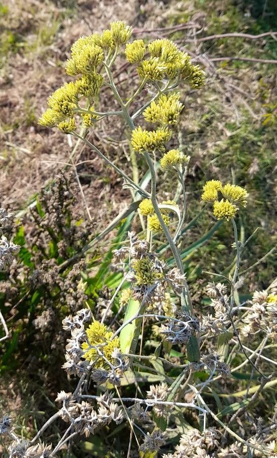 Achyrocline satureioides habit