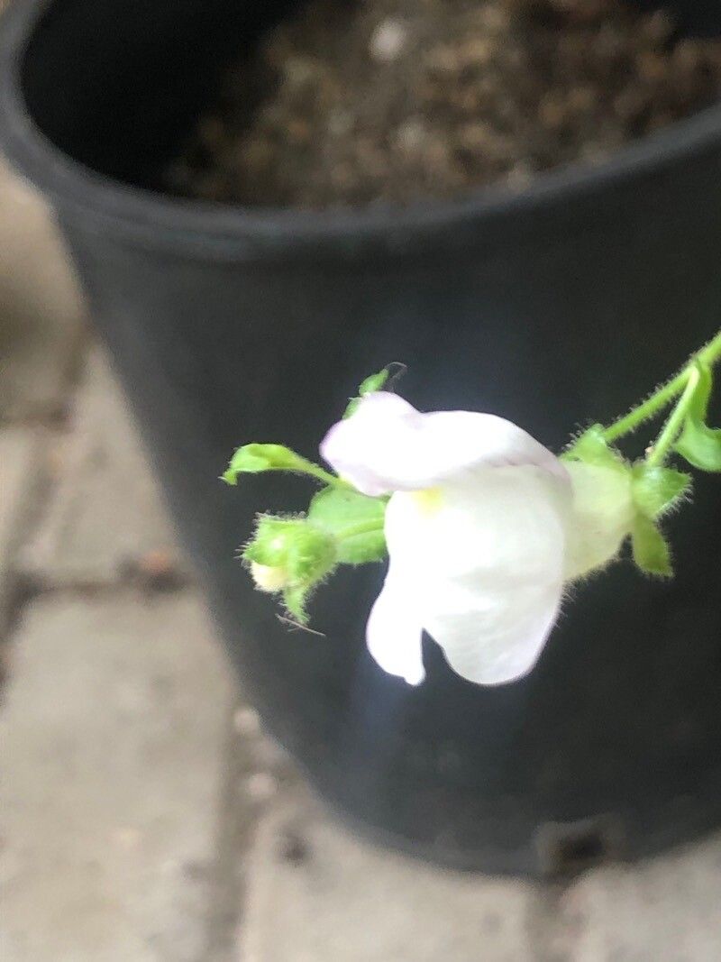 Antirrhinum siculum flower