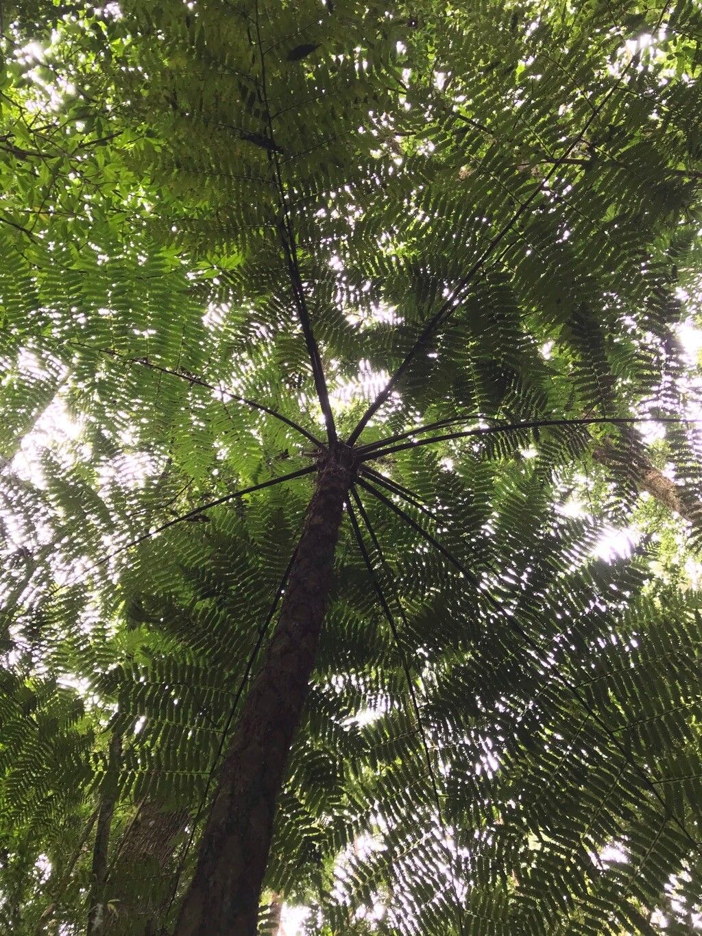 Cyathea cyatheoides habit