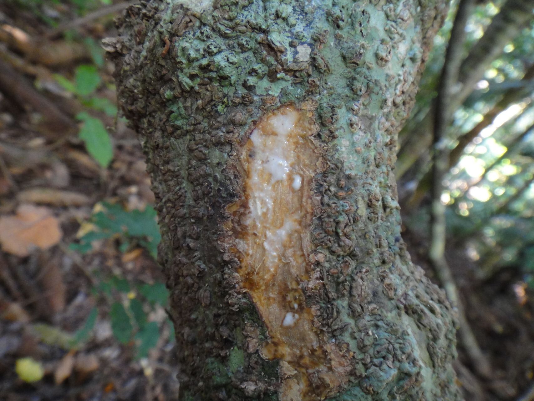 Gynochthodes billardierei bark