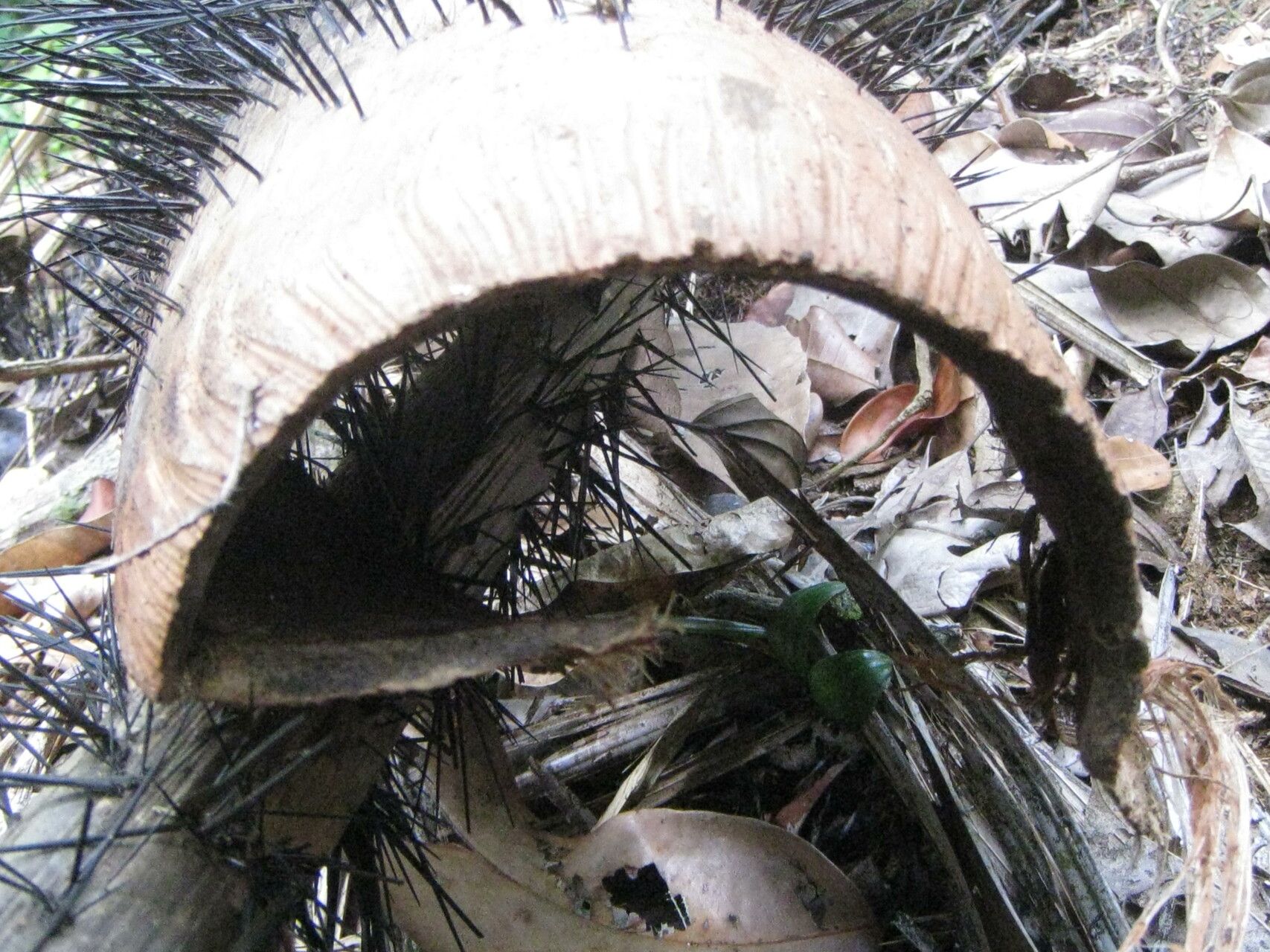 Astrocaryum rodriguesii other