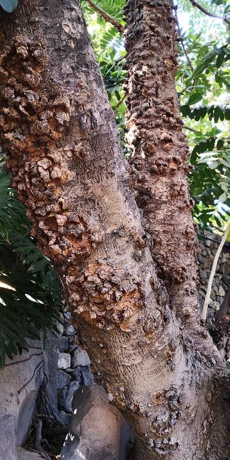 Swietenia macrophylla bark