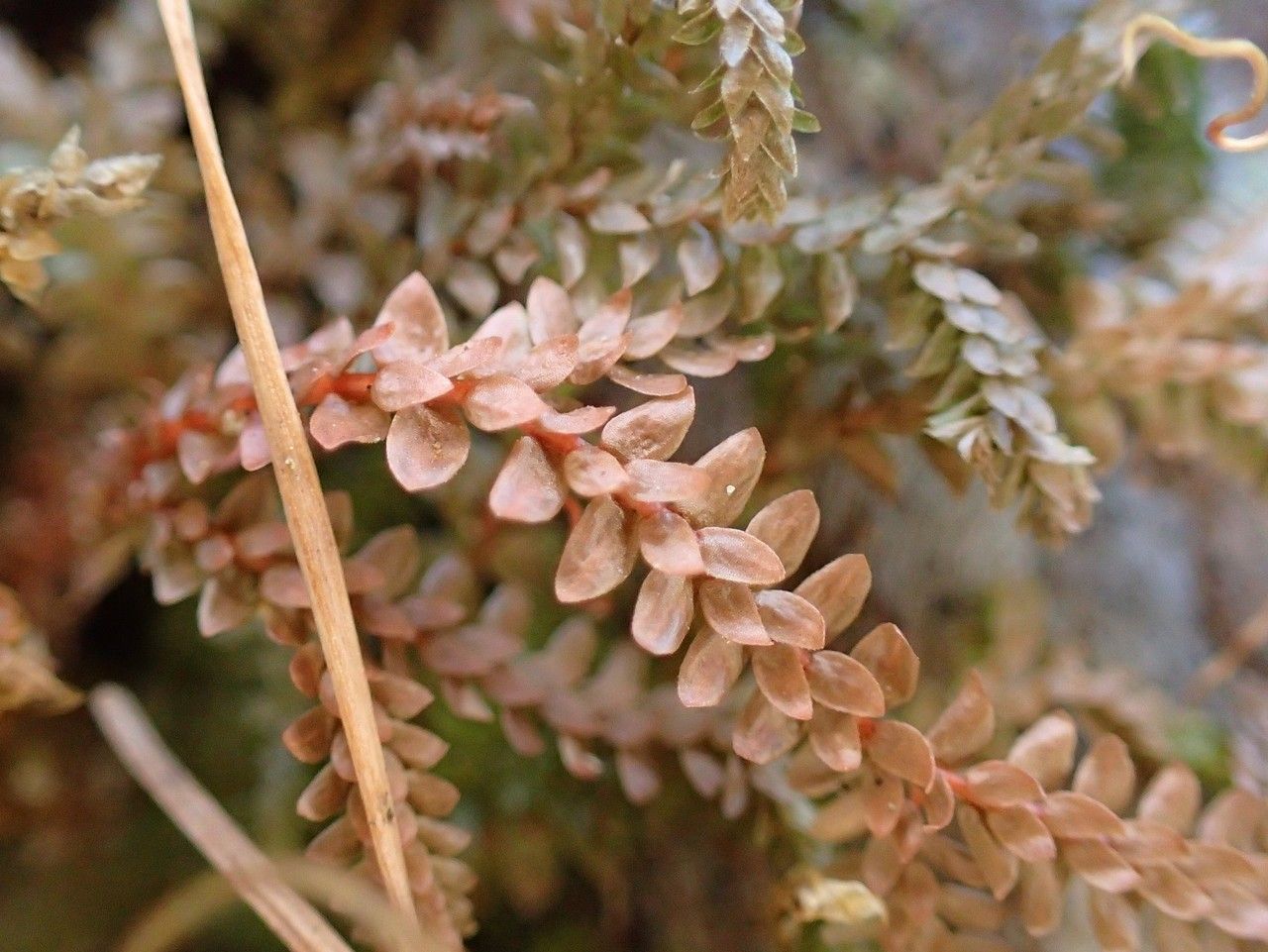 Selaginella helvetica fruit