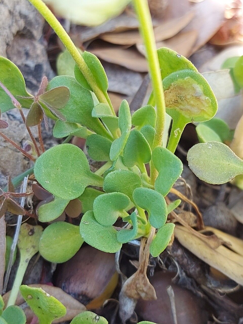 Bellium crassifolium — related species from the same genus