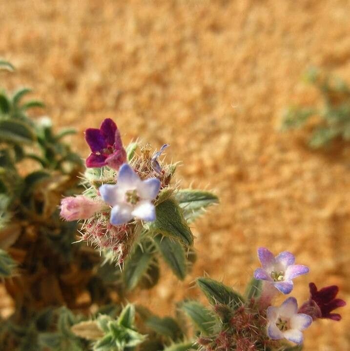 Moltkiopsis ciliata flower