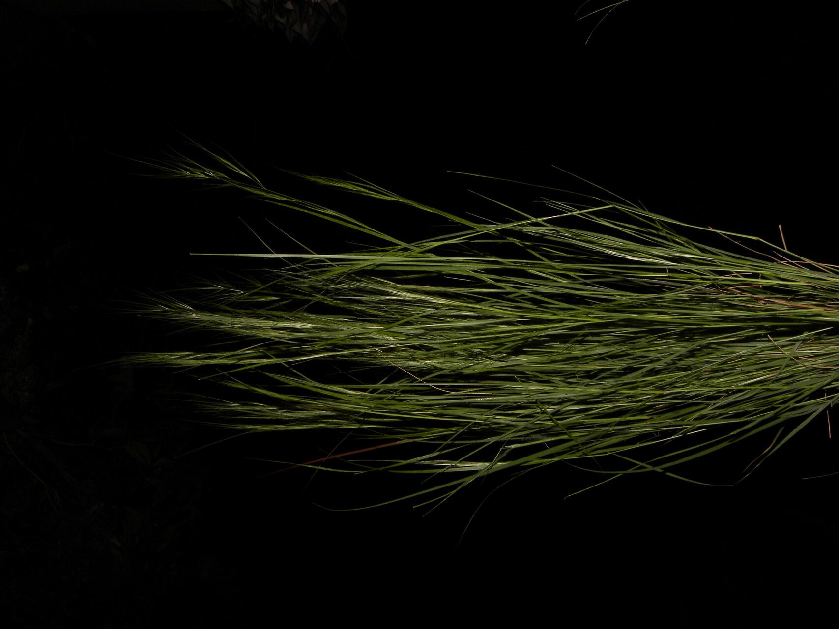 Aristida jorullensis bark