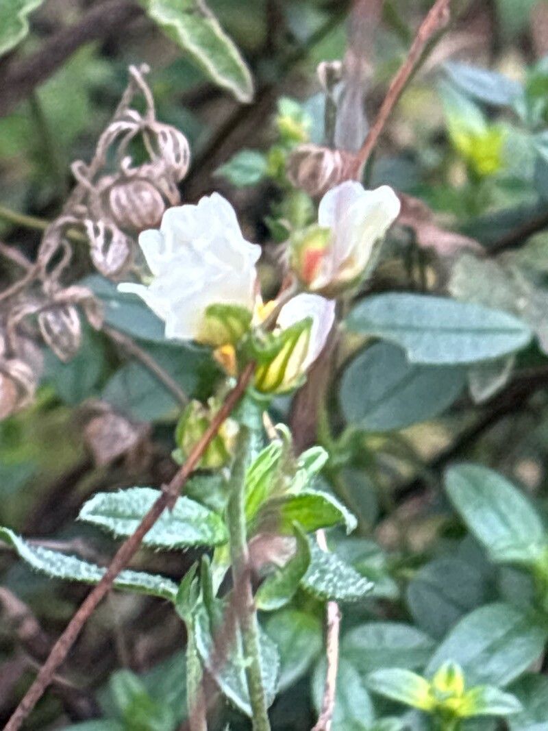Helianthemum viscarium flower