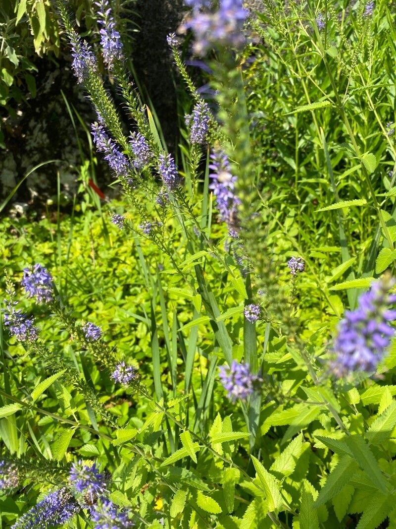 Veronica bachofenii flower
