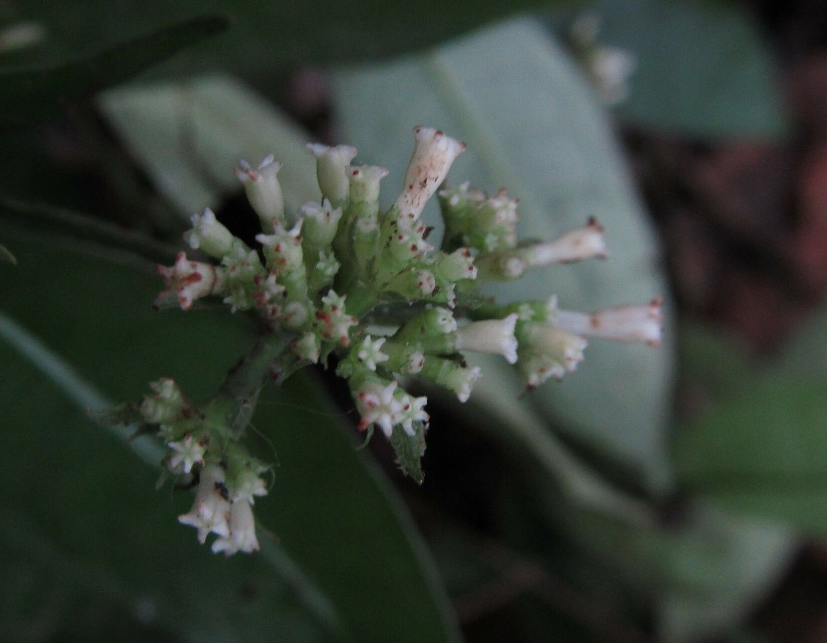 Psychotria schweinfurthii — houseplant care guide