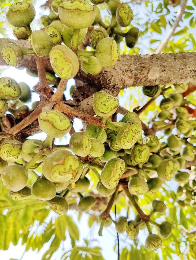 Heptapleurum calyptratum fruit