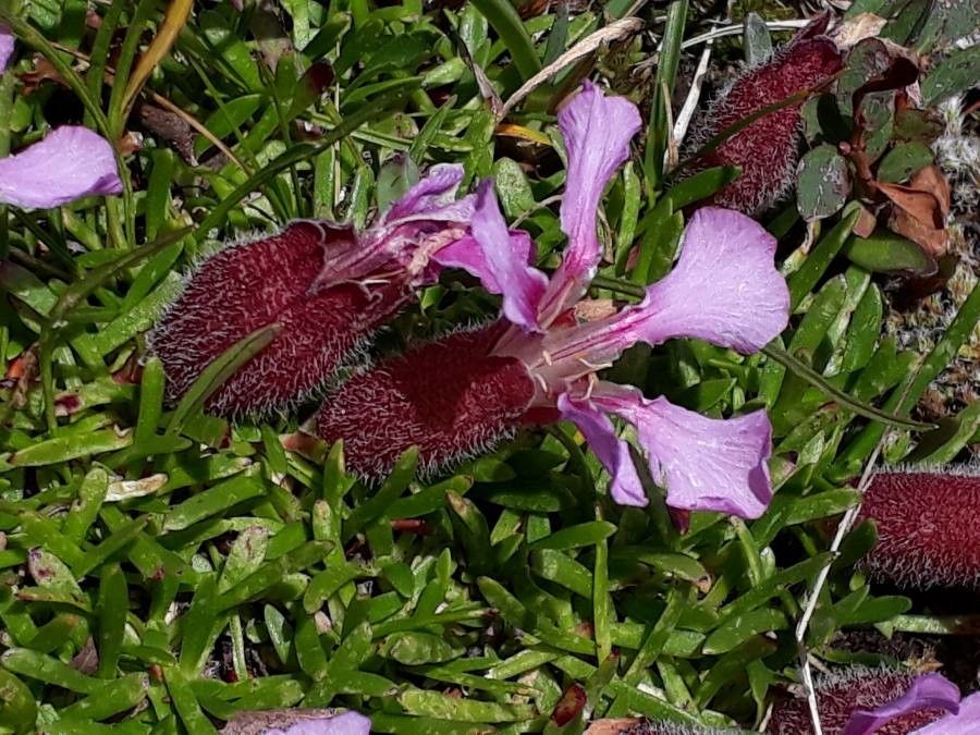 Saponaria pumila flower