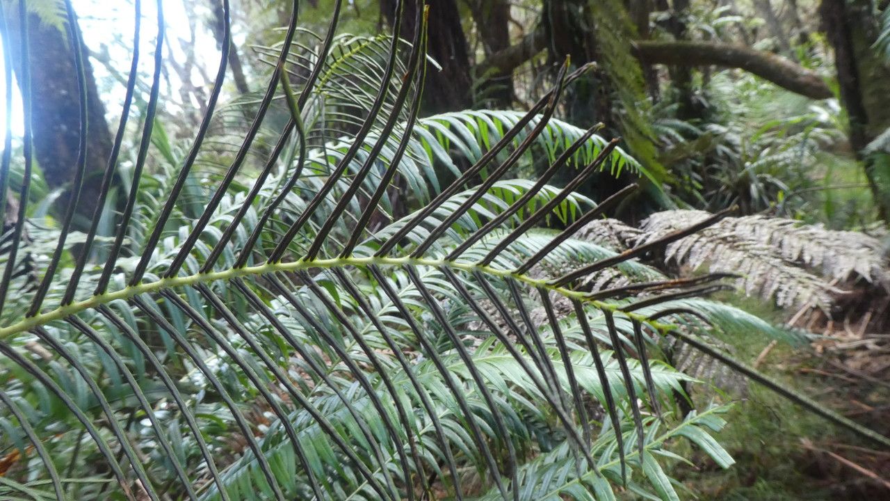 Blechnum attenuatum fruit