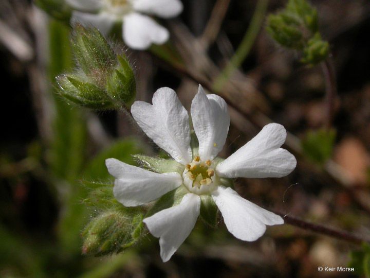 Potentilla sericata — search result for 'Potentilla'