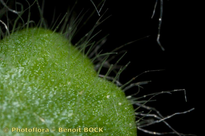 Asplenium hispanicum fruit