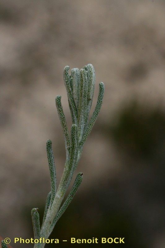 Santolina impressa leaf