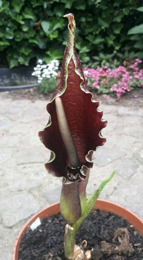 Sauromatum giganteum flower