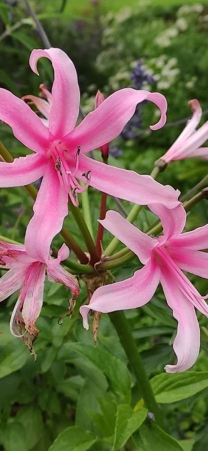 Nerine bowdenii flower