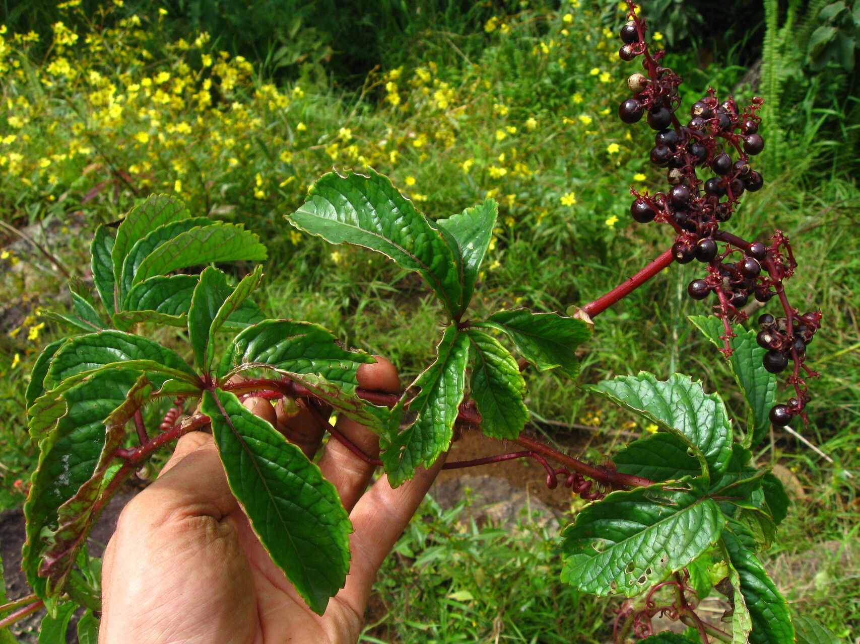 Cyphostemma rubrosetosum habit