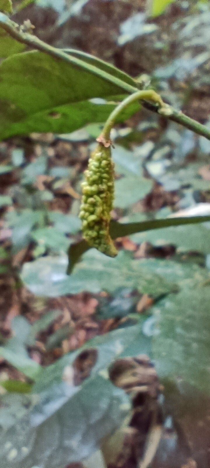 Salacia lehmbachii fruit