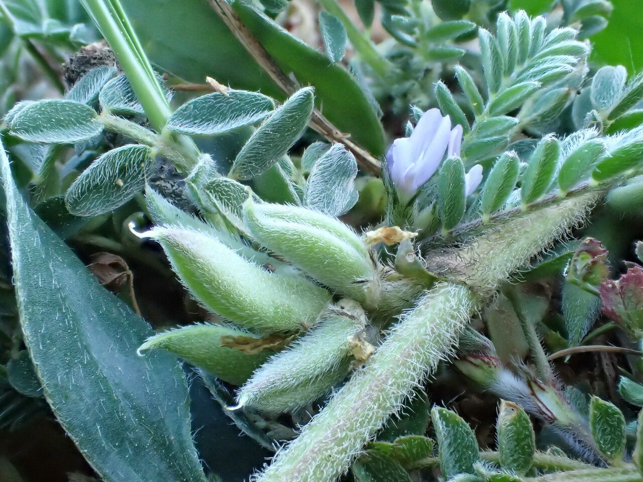 Astragalus sesameus fruit