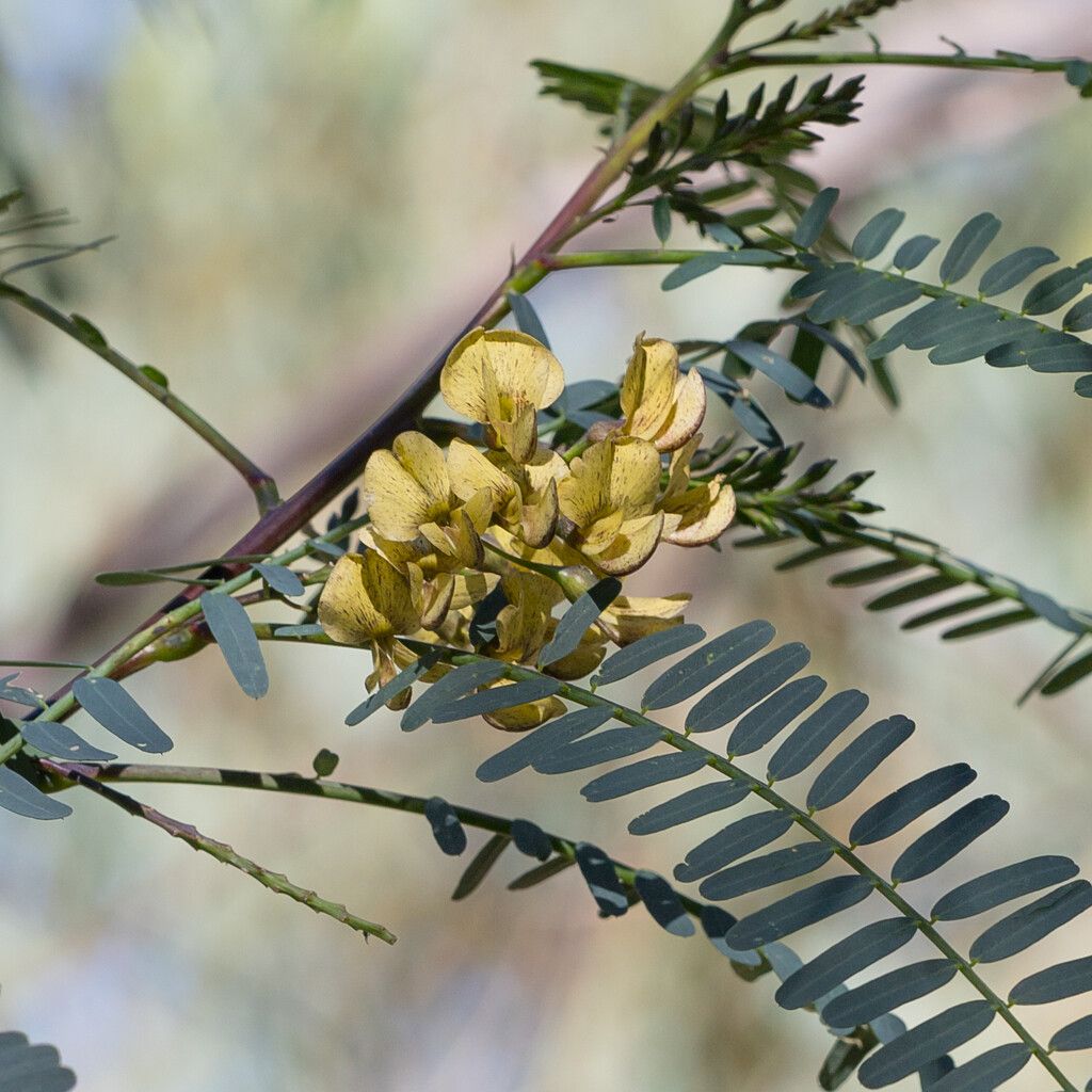 Sesbania benthamiana