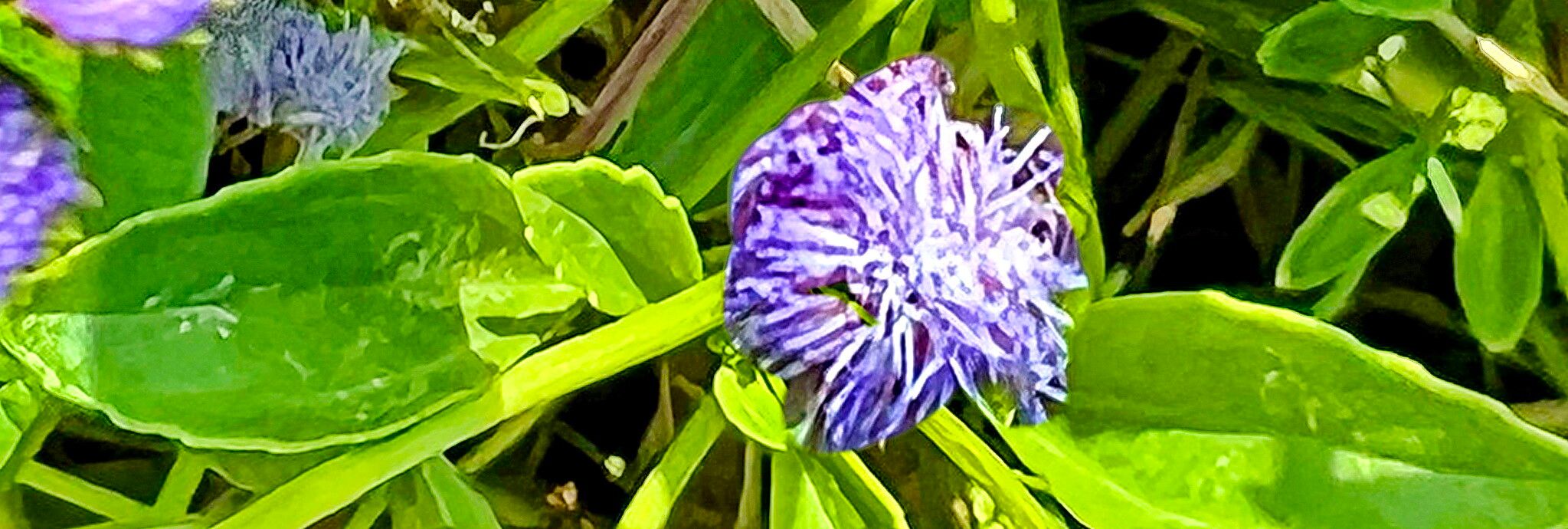 Ageratum maritimum — houseplant care guide