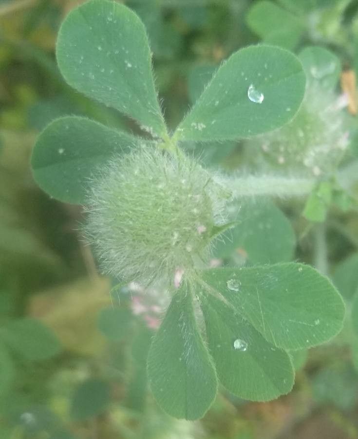 Trifolium hirtum fruit