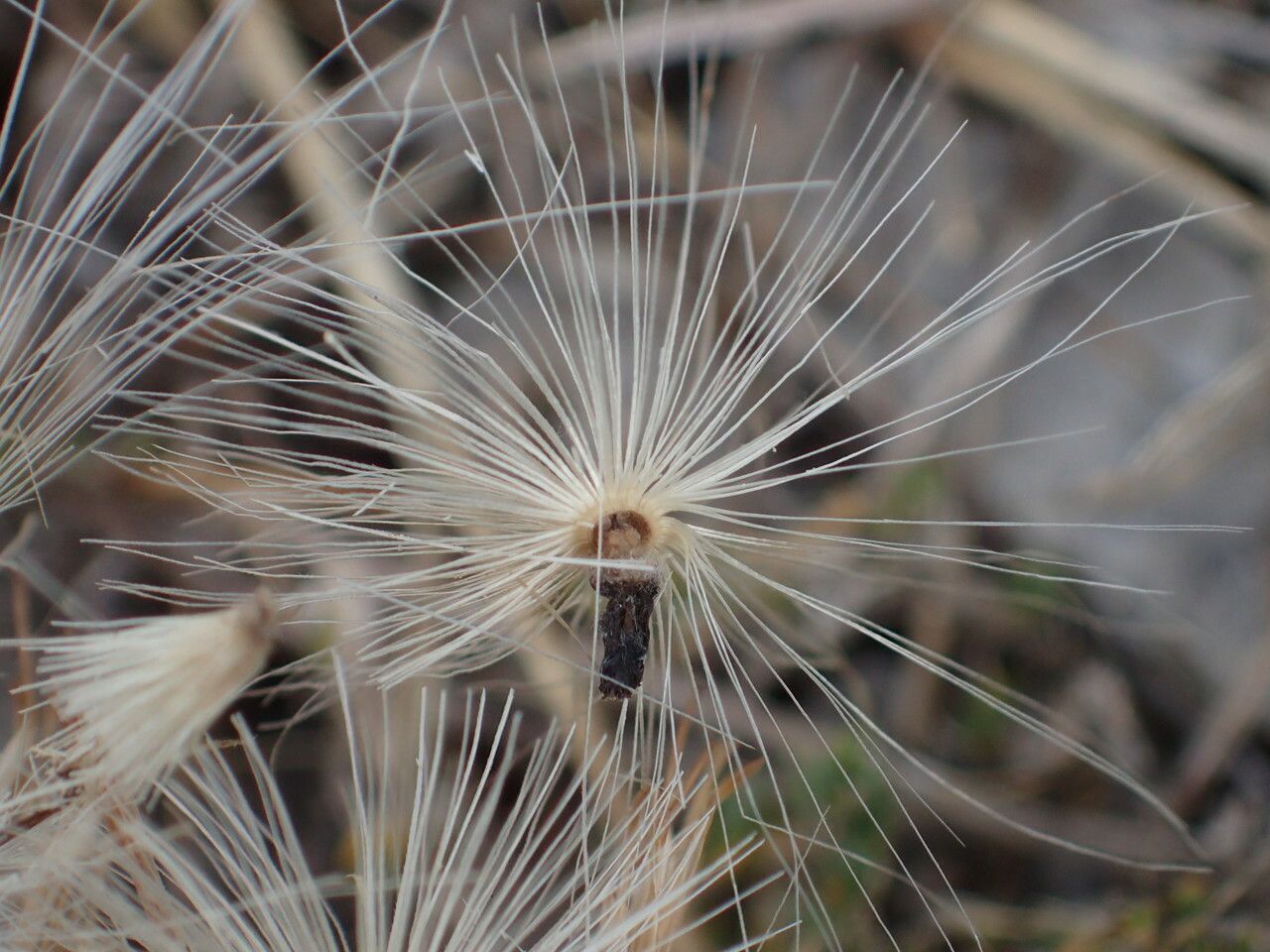 Carduus nutans fruit