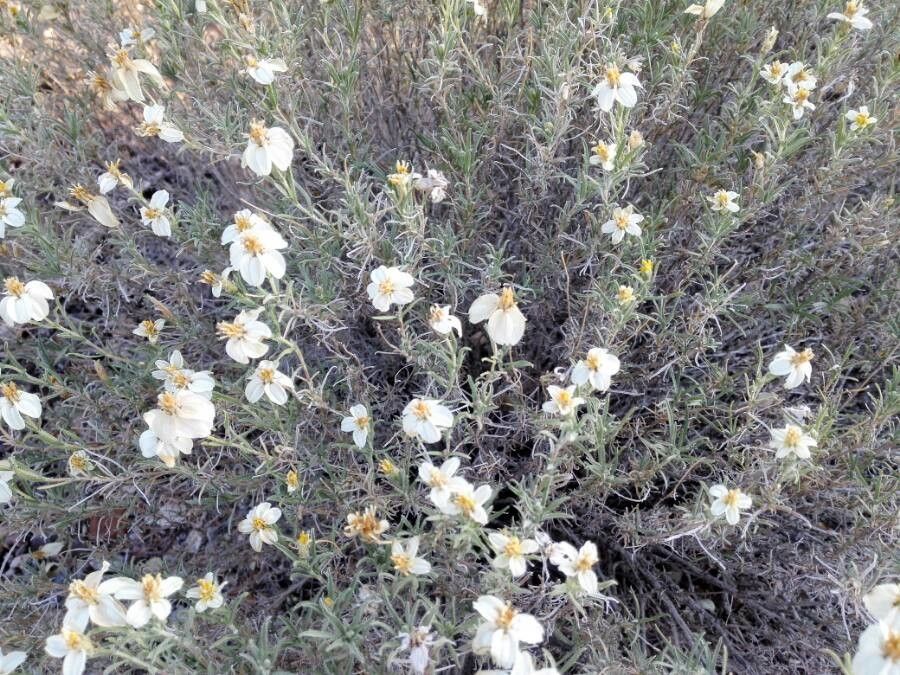 Zinnia acerosa flower