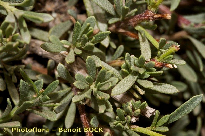 Globularia nainii other